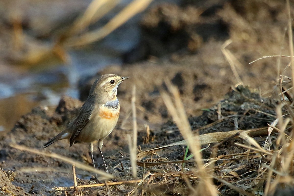 Bluethroat - ML41959581