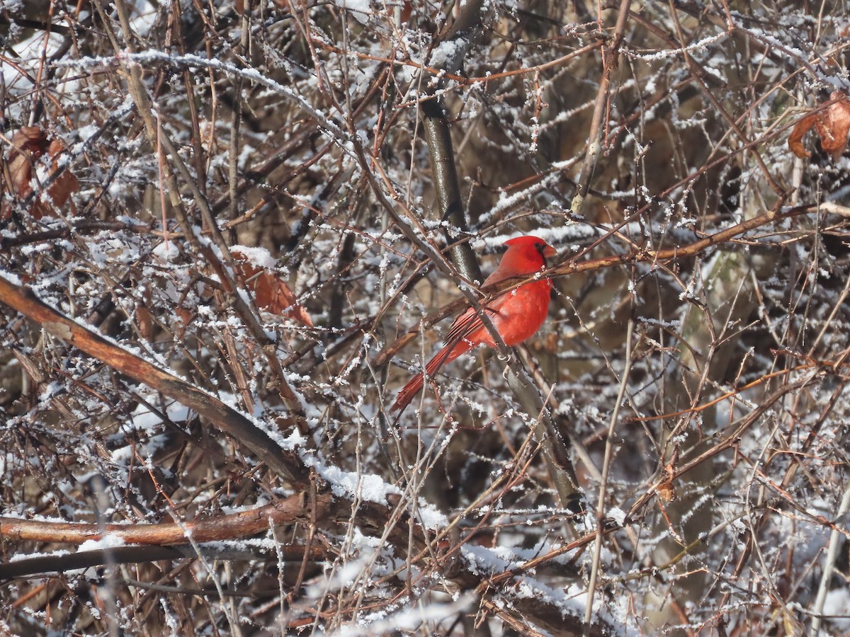 Northern Cardinal - Anne (Webster) Leight