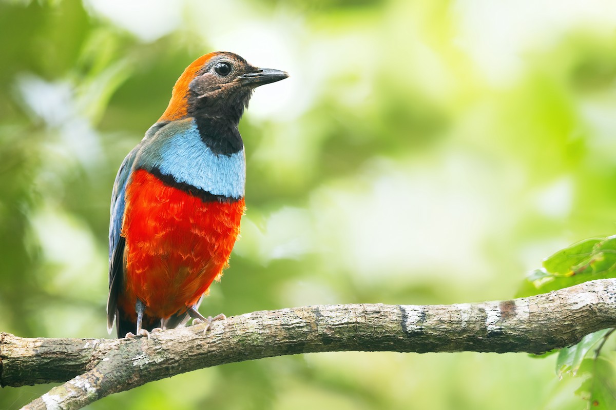 Papuan Pitta - ML419597431