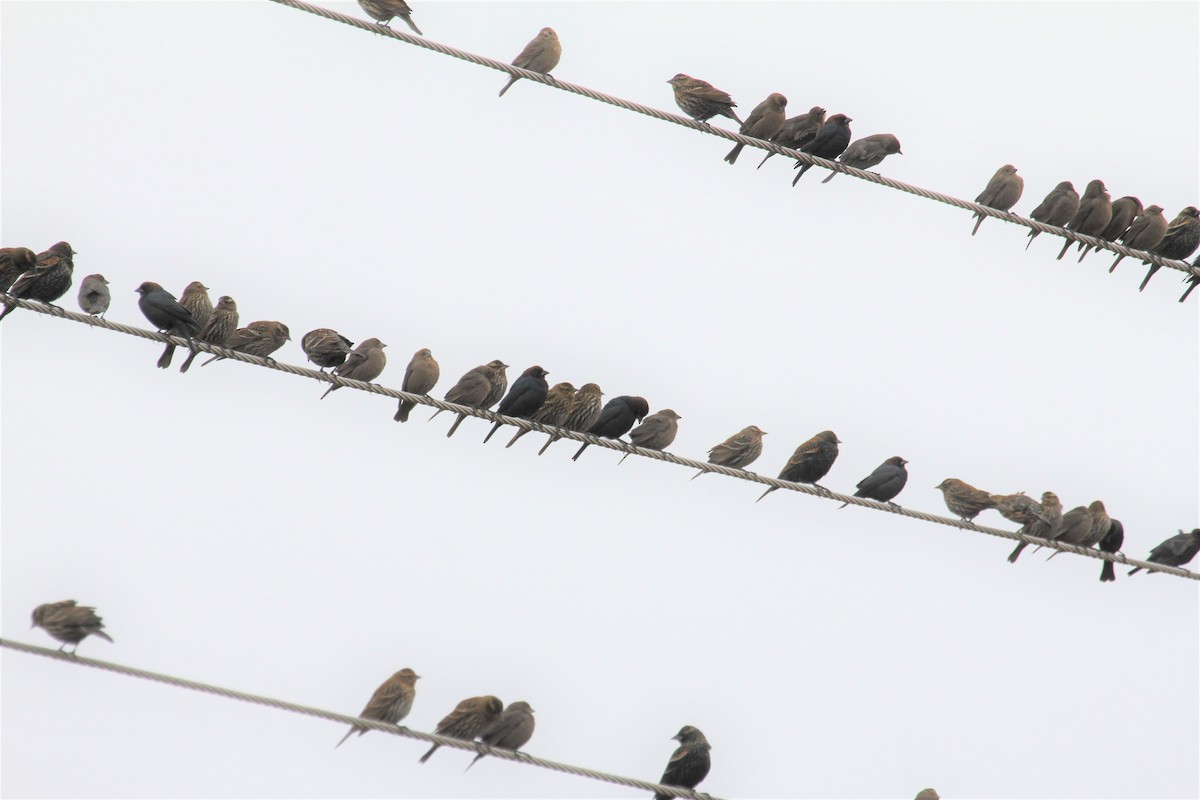 Red-winged Blackbird - Ronald Goddard