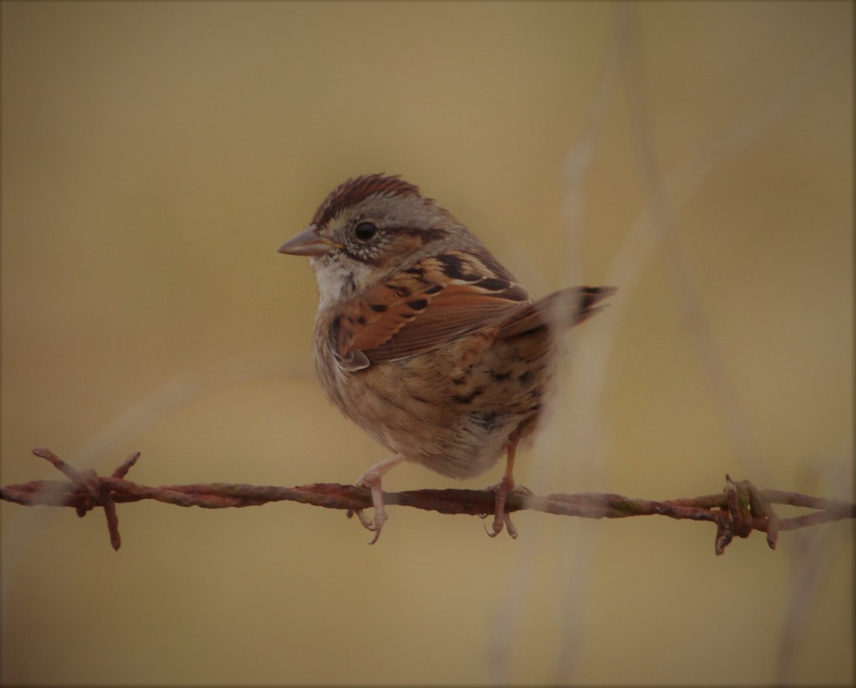 Swamp Sparrow - ML41959871