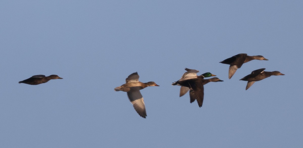 American Black Duck - ML419598931