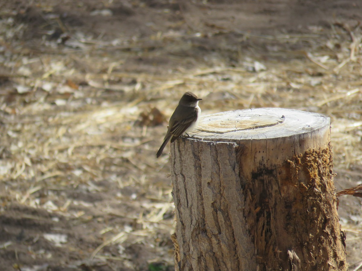 Eastern Phoebe - ML419600581