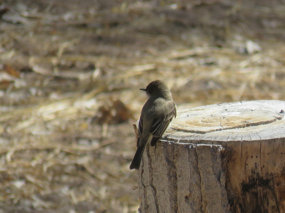 Eastern Phoebe - ML419600591