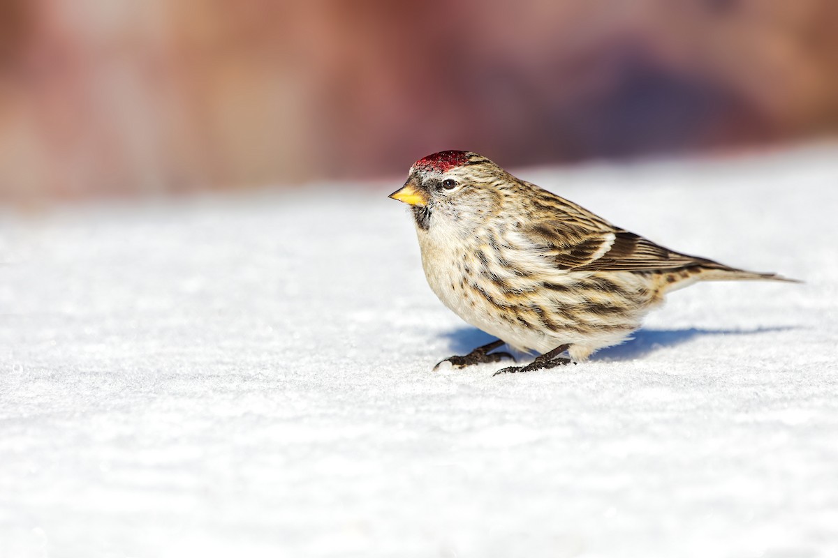 Redpoll (Common) - ML419600731
