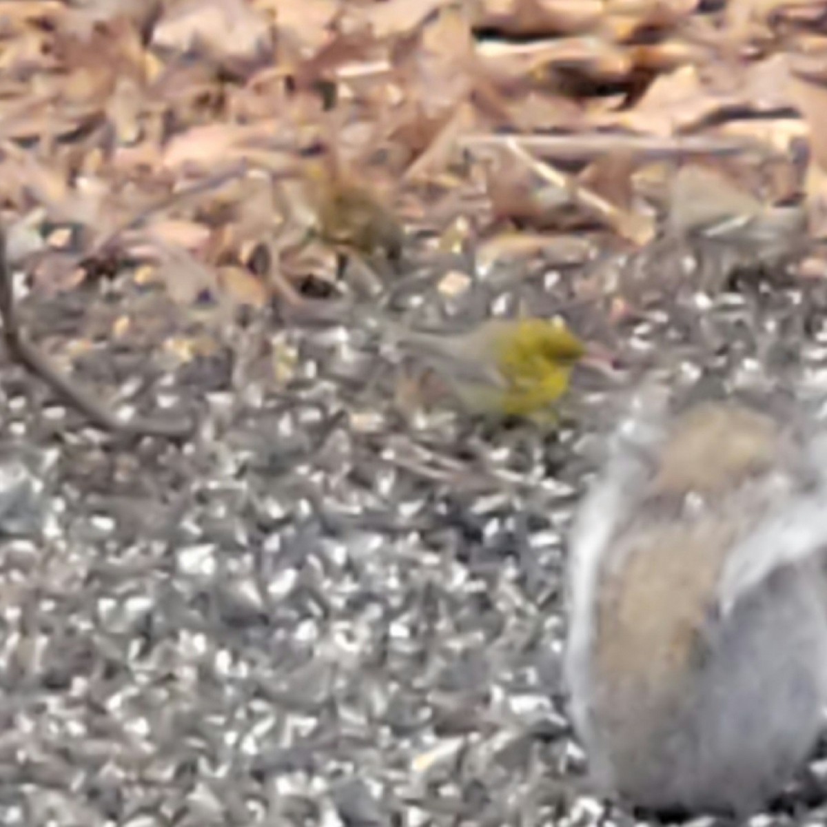 Pine Warbler - Scott Hodgdon