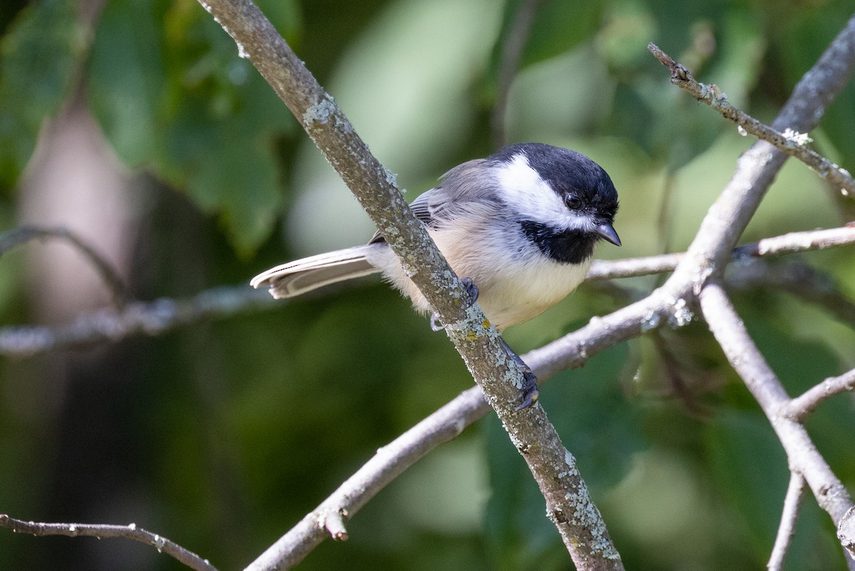 Black-capped Chickadee - ML419602691