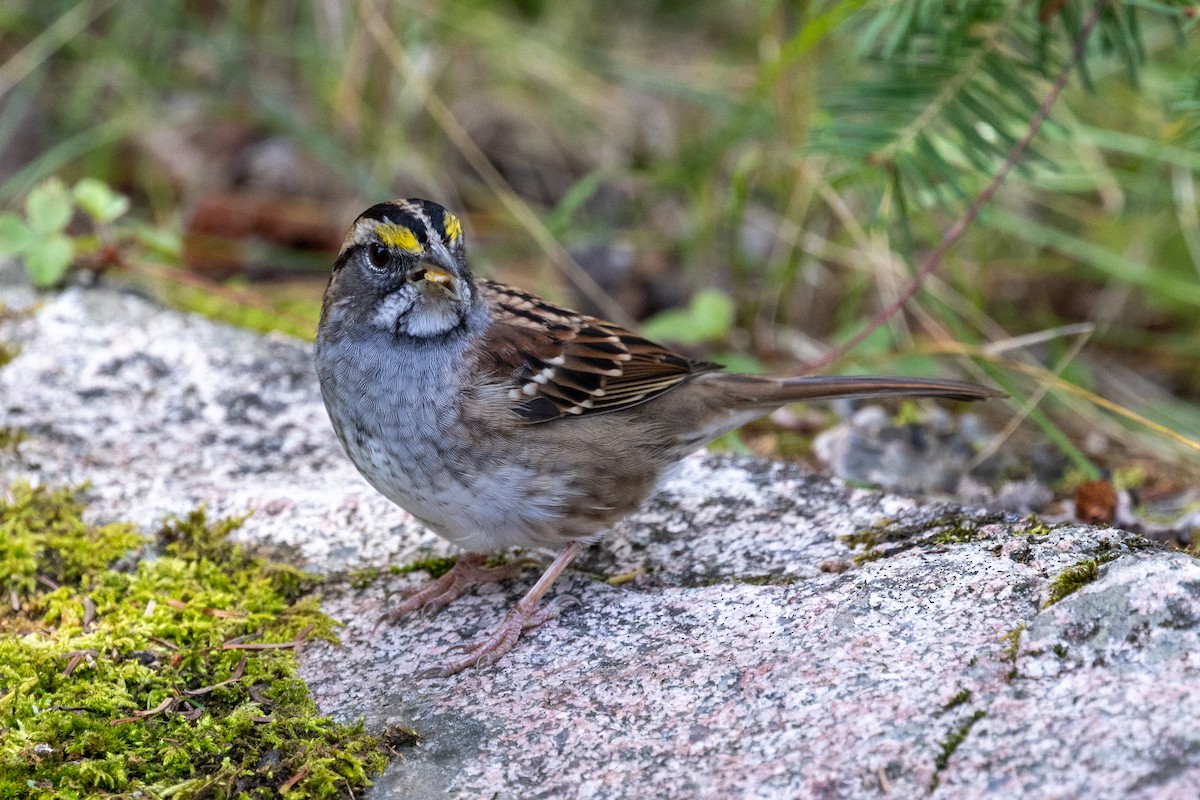 White-throated Sparrow - ML419602791