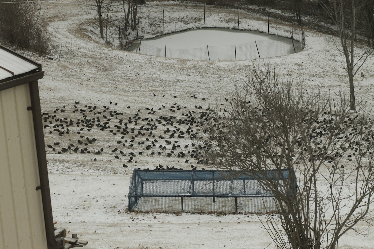 European Starling - ML419603231