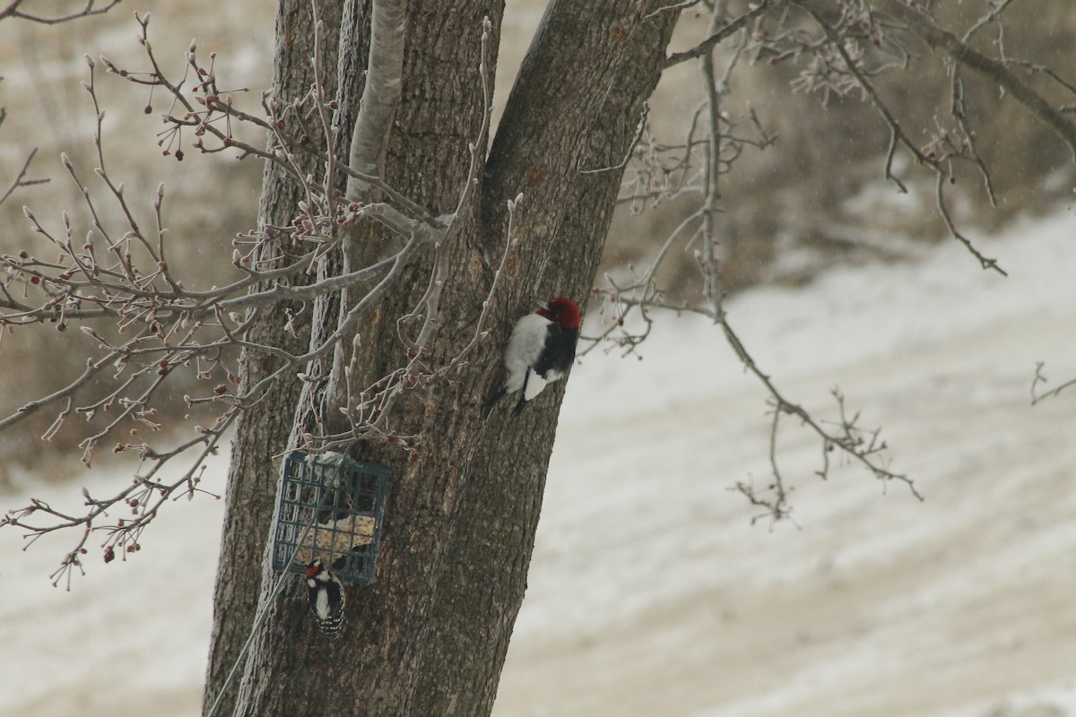 Red-headed Woodpecker - ML419603241