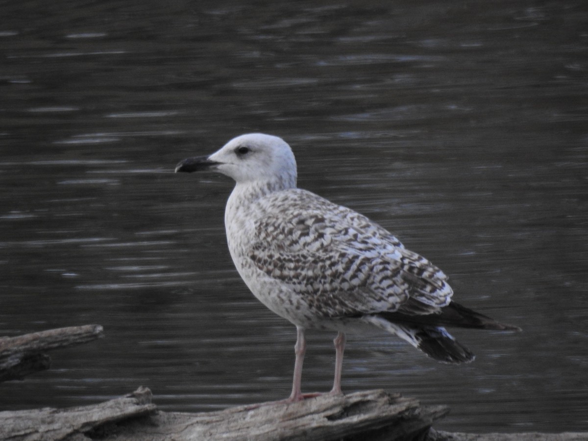 Yellow-legged Gull - Aris Vouros