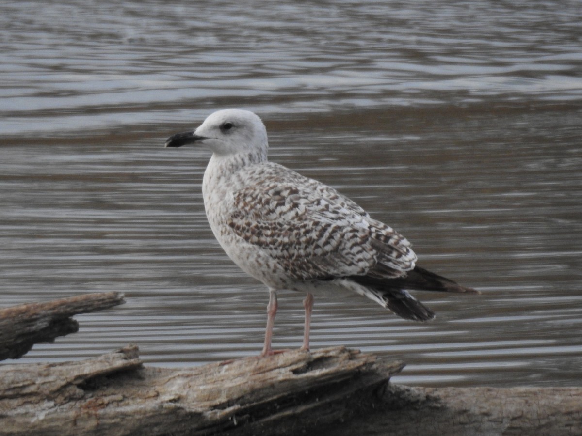 Yellow-legged Gull - ML419603411