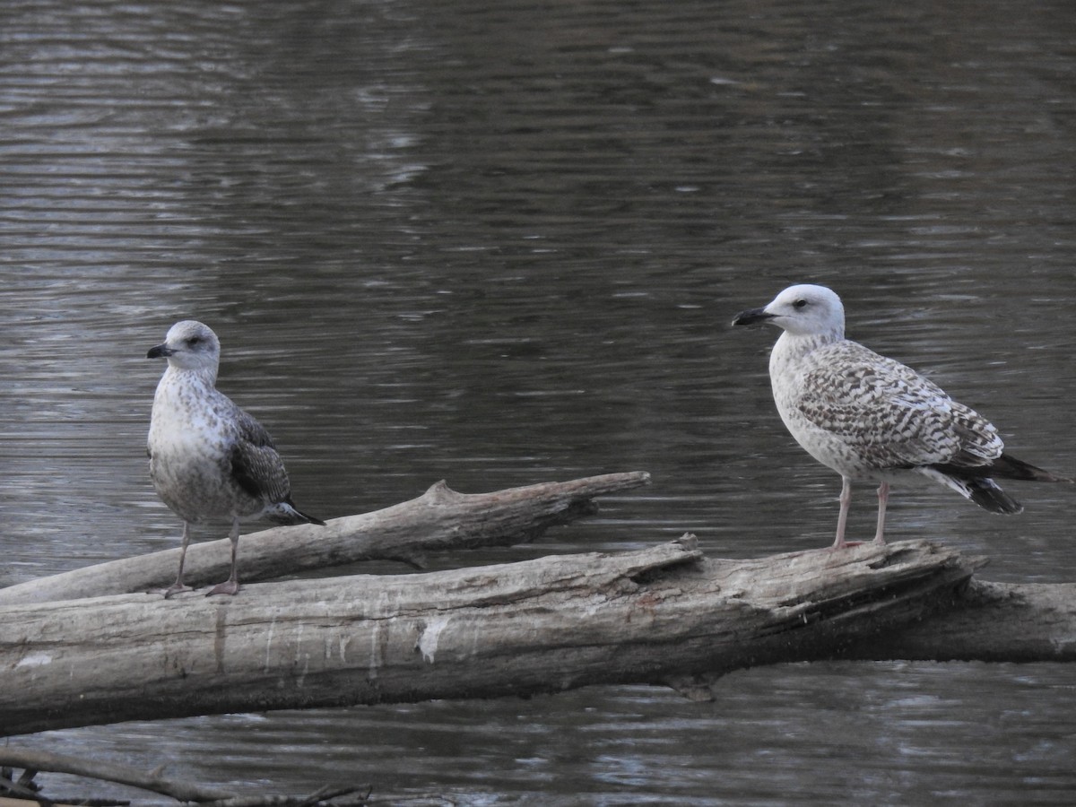 Yellow-legged Gull - Aris Vouros