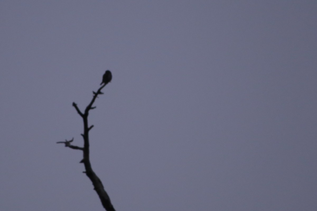 Northern Pygmy-Owl - ML419604561