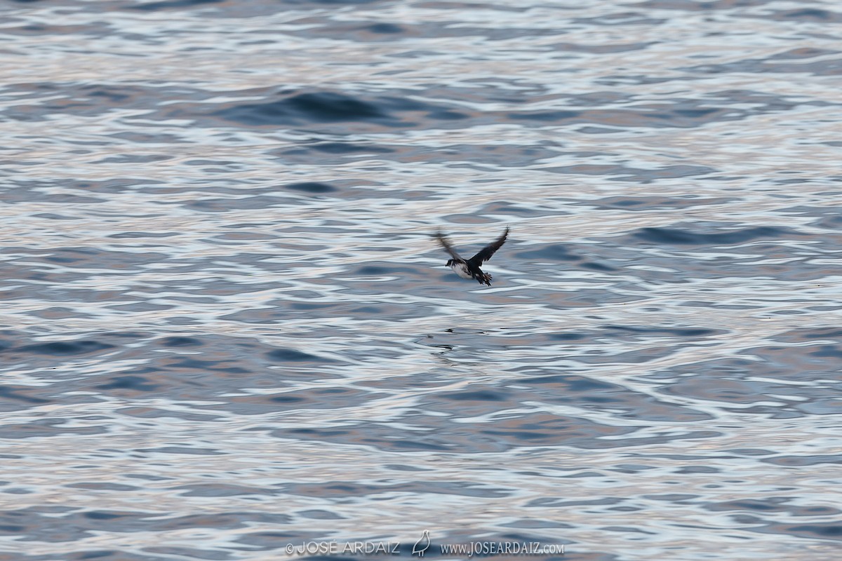 Magellanic Diving-Petrel - ML419604691