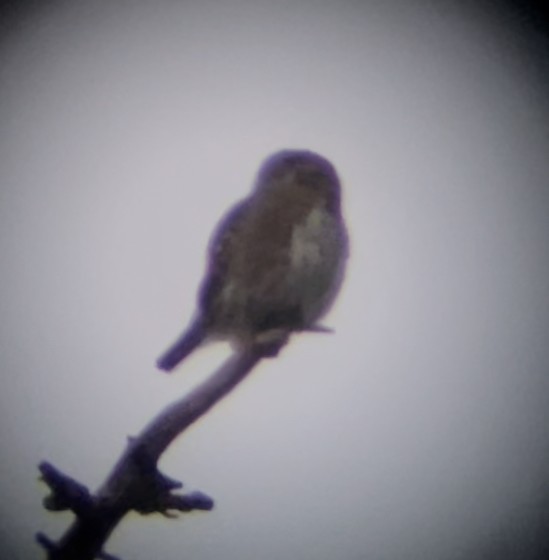 Northern Pygmy-Owl - ML419604801