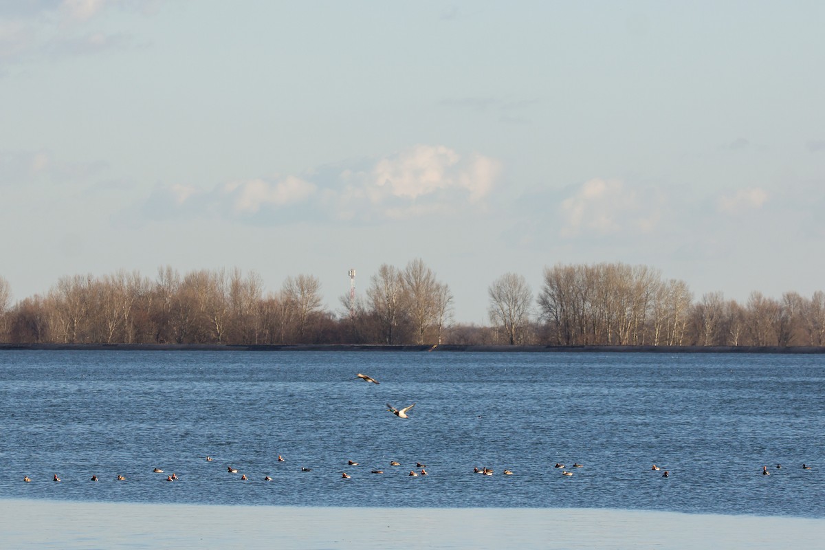 Red-crested Pochard - ML419605551