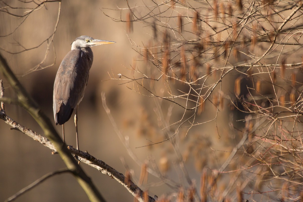 Gray Heron - ML419605711