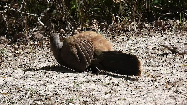 Chachalaca Norteña - ML419606091