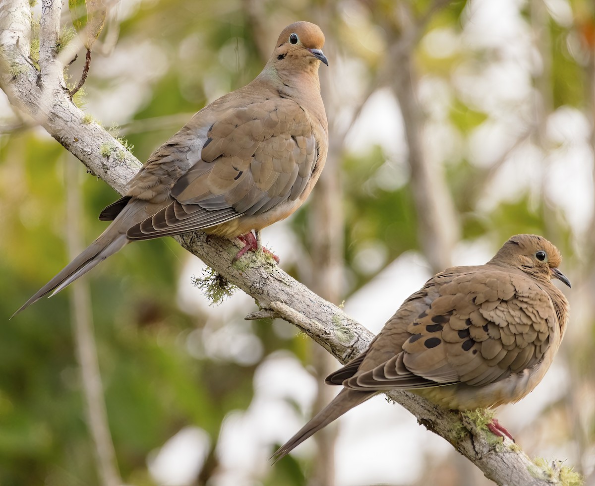 Mourning Dove - Scott Young