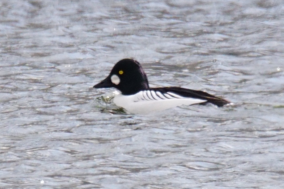 Common Goldeneye - ML419606541