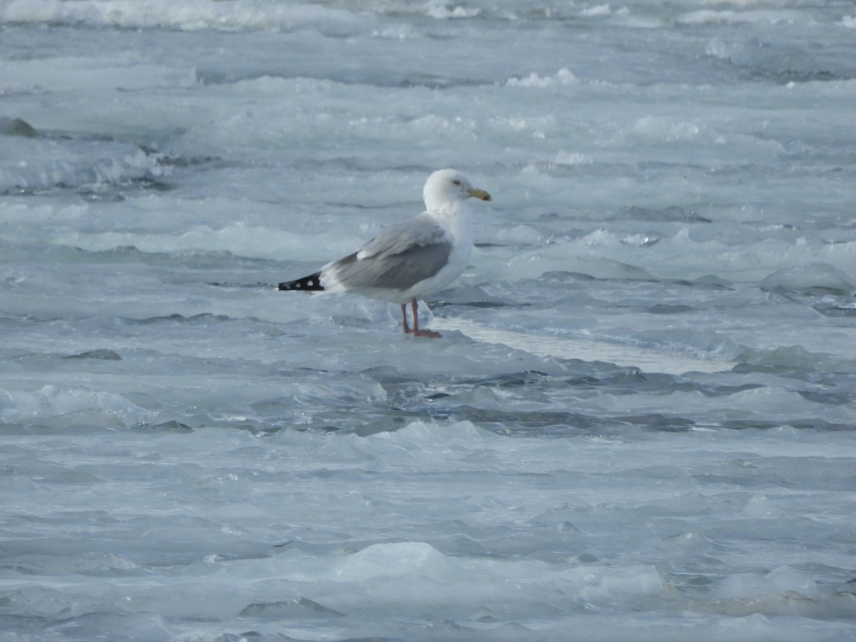 Herring Gull - ML419606681