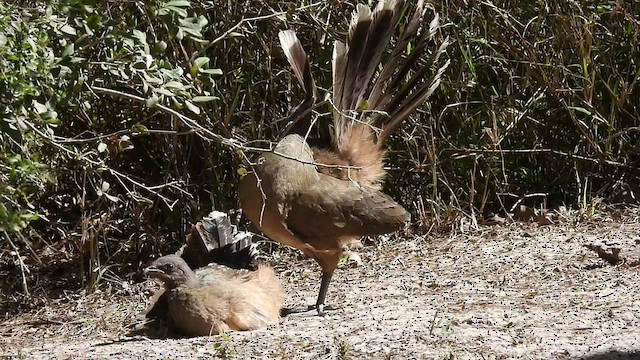 Chachalaca Norteña - ML419606691