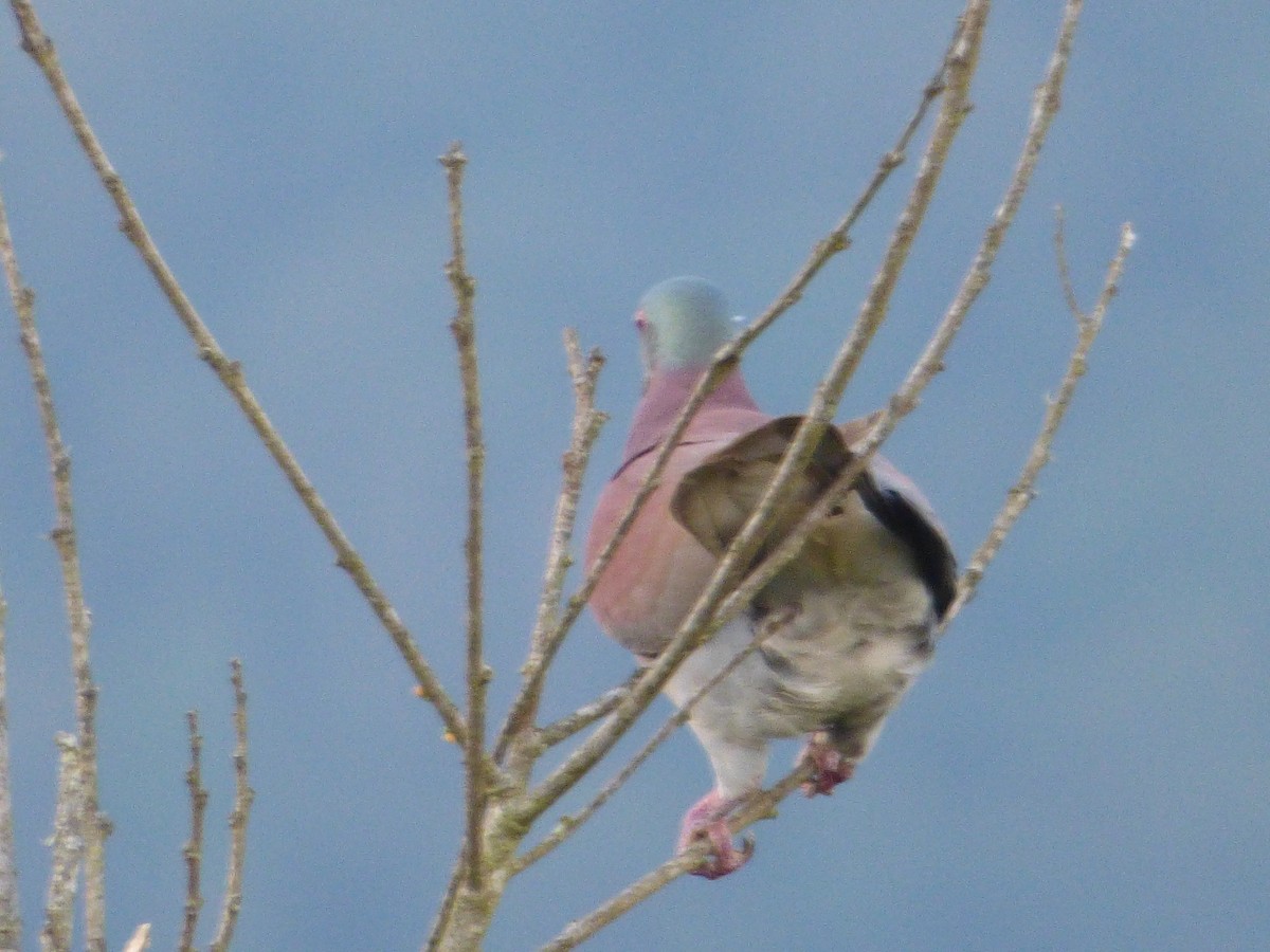 Pale-vented Pigeon - Luis Mieres Bastidas