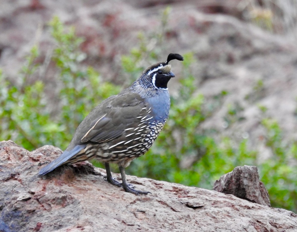 California Quail - ML419608471