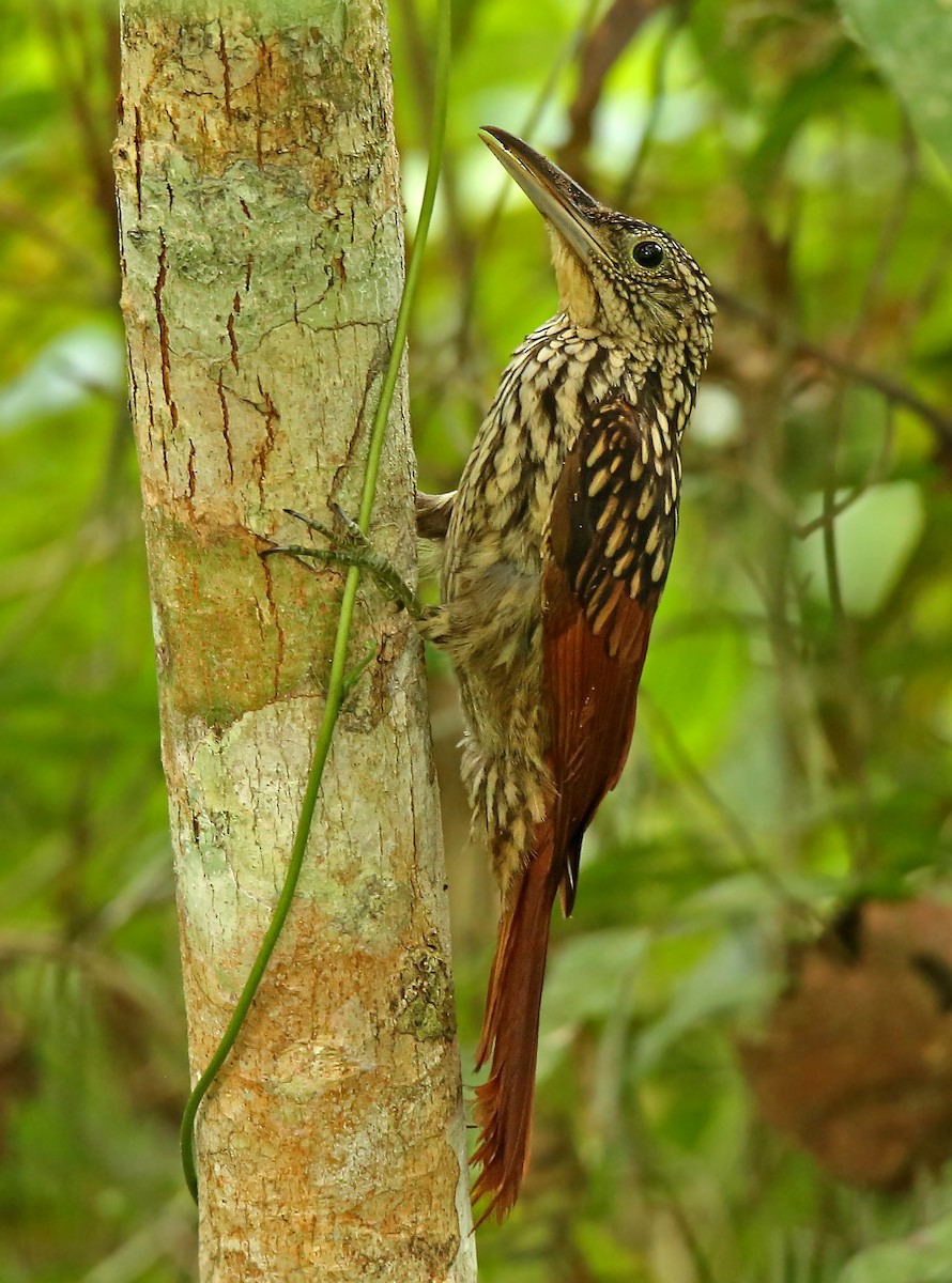 Black-striped Woodcreeper - ML41960881