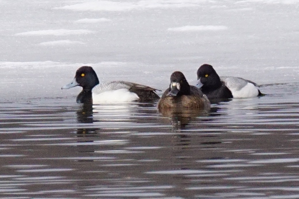 Lesser Scaup - ML419609391