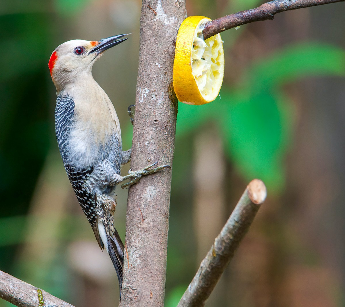 Golden-fronted Woodpecker - Matt Mason