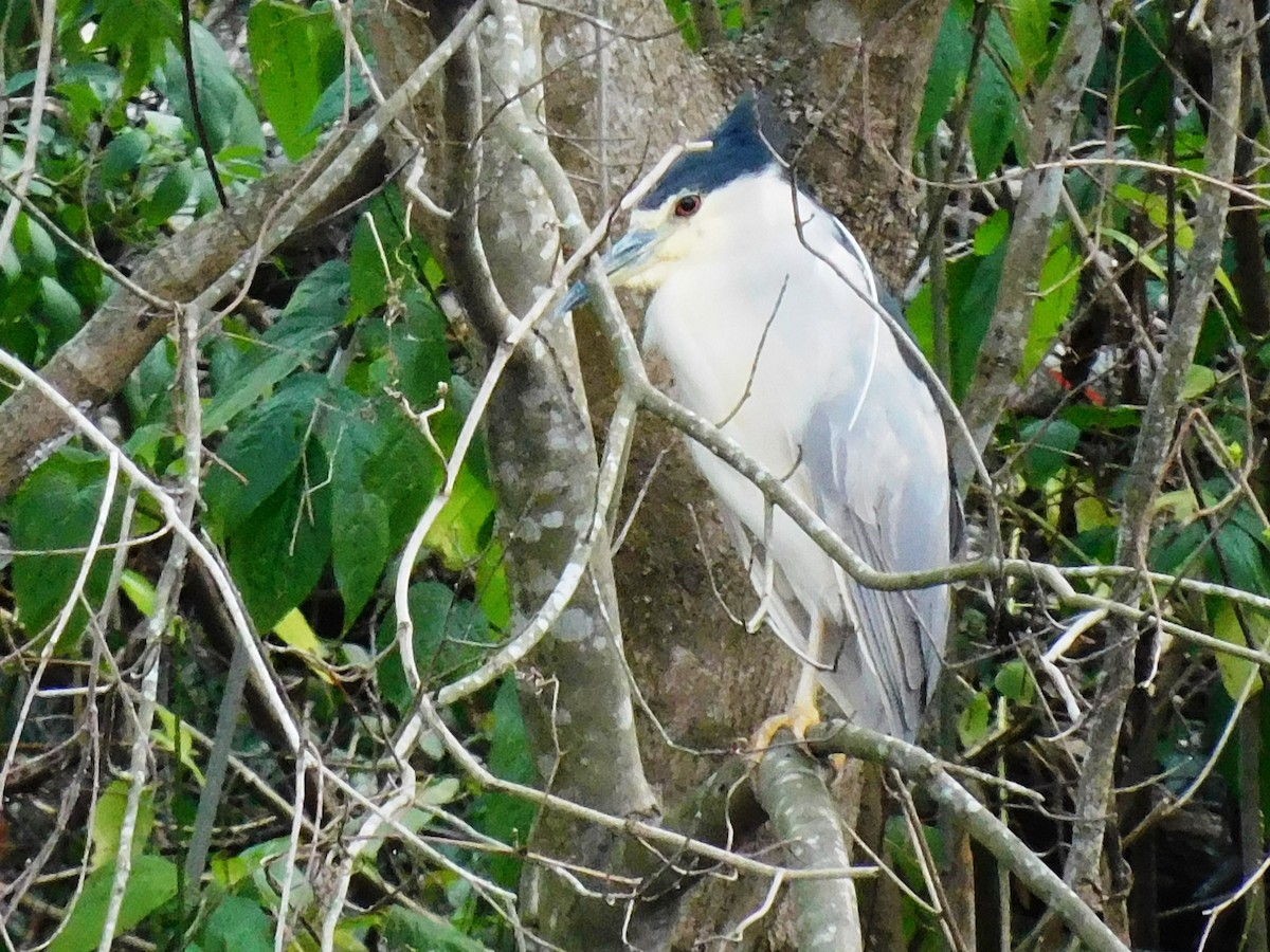 Black-crowned Night Heron - ML419609931