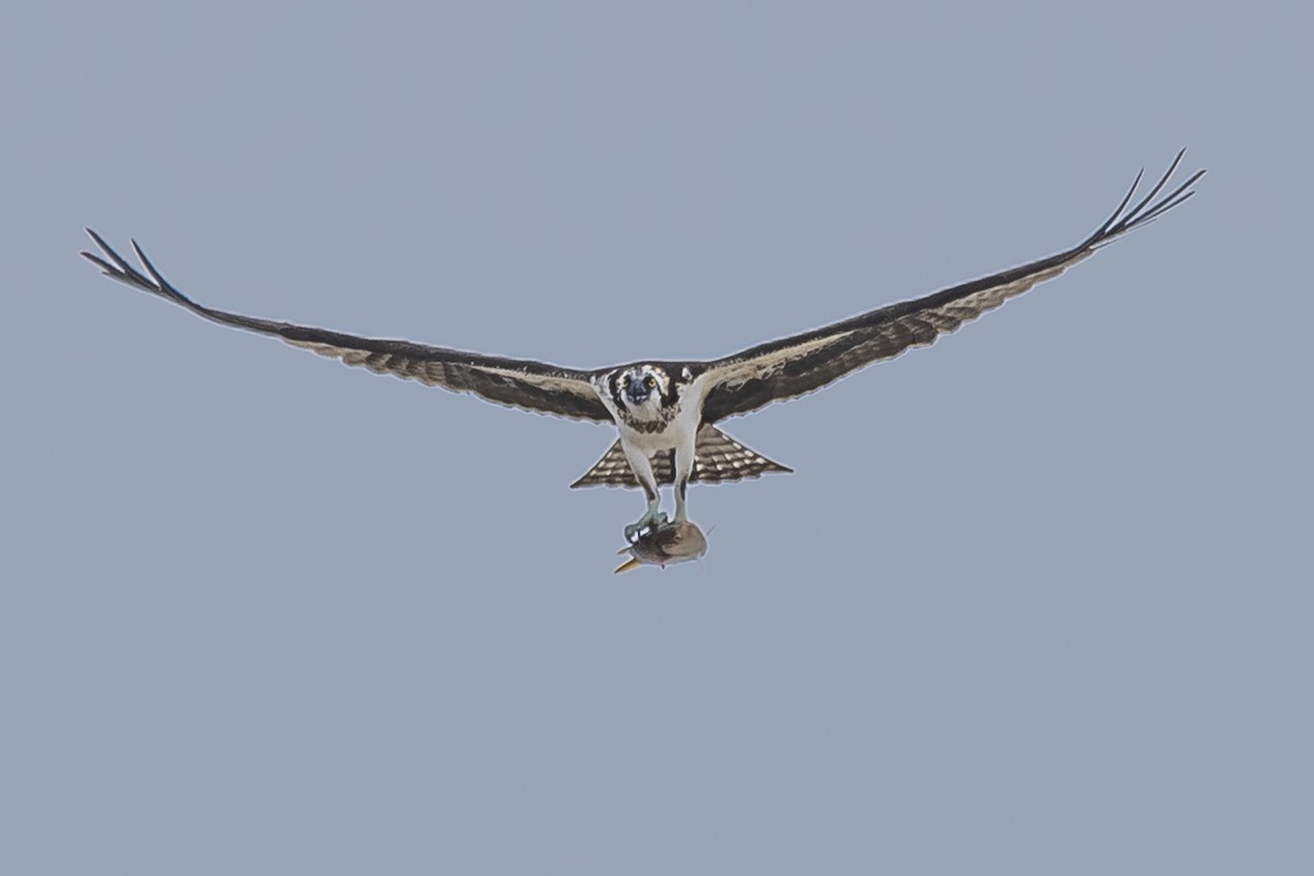 Osprey - Amed Hernández