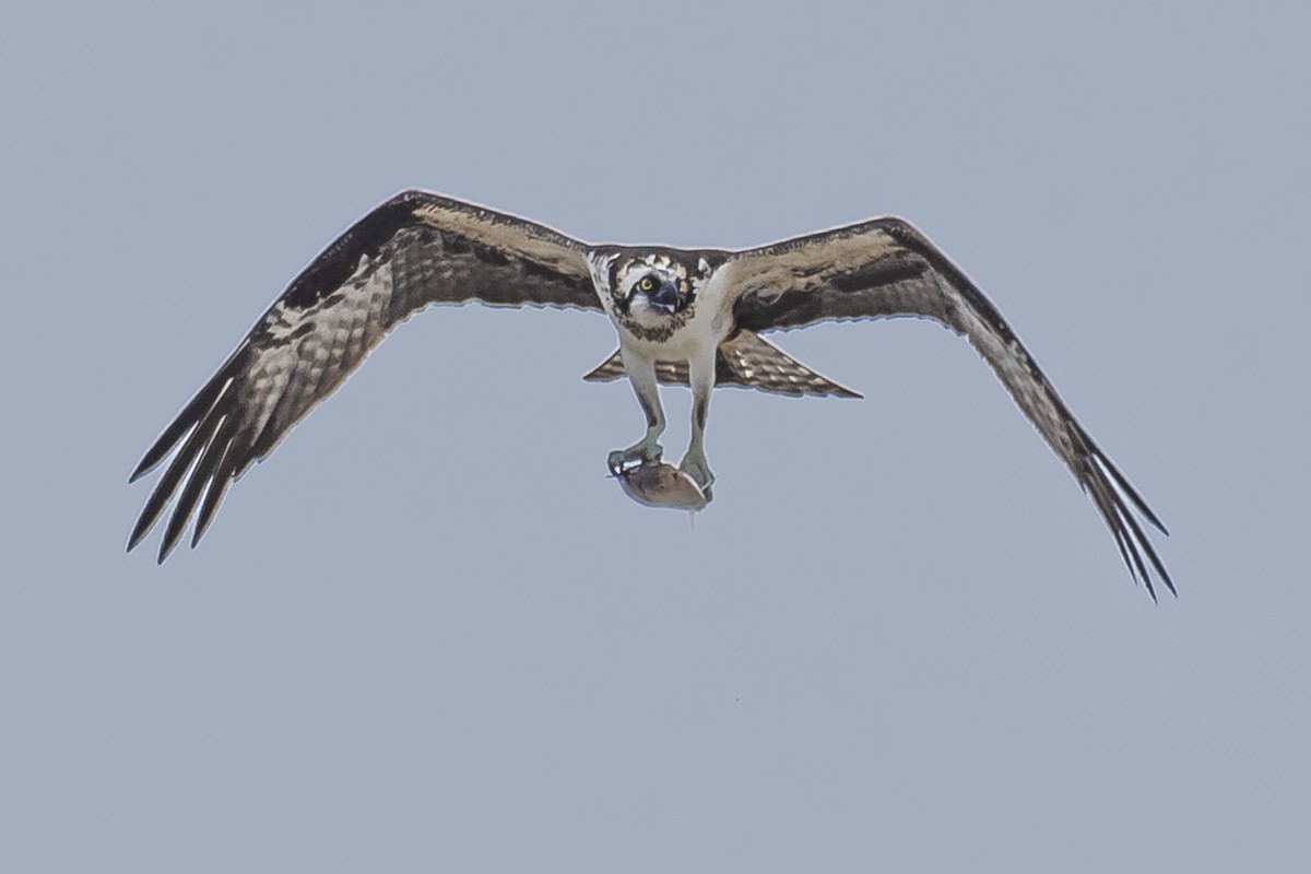 Osprey - Amed Hernández