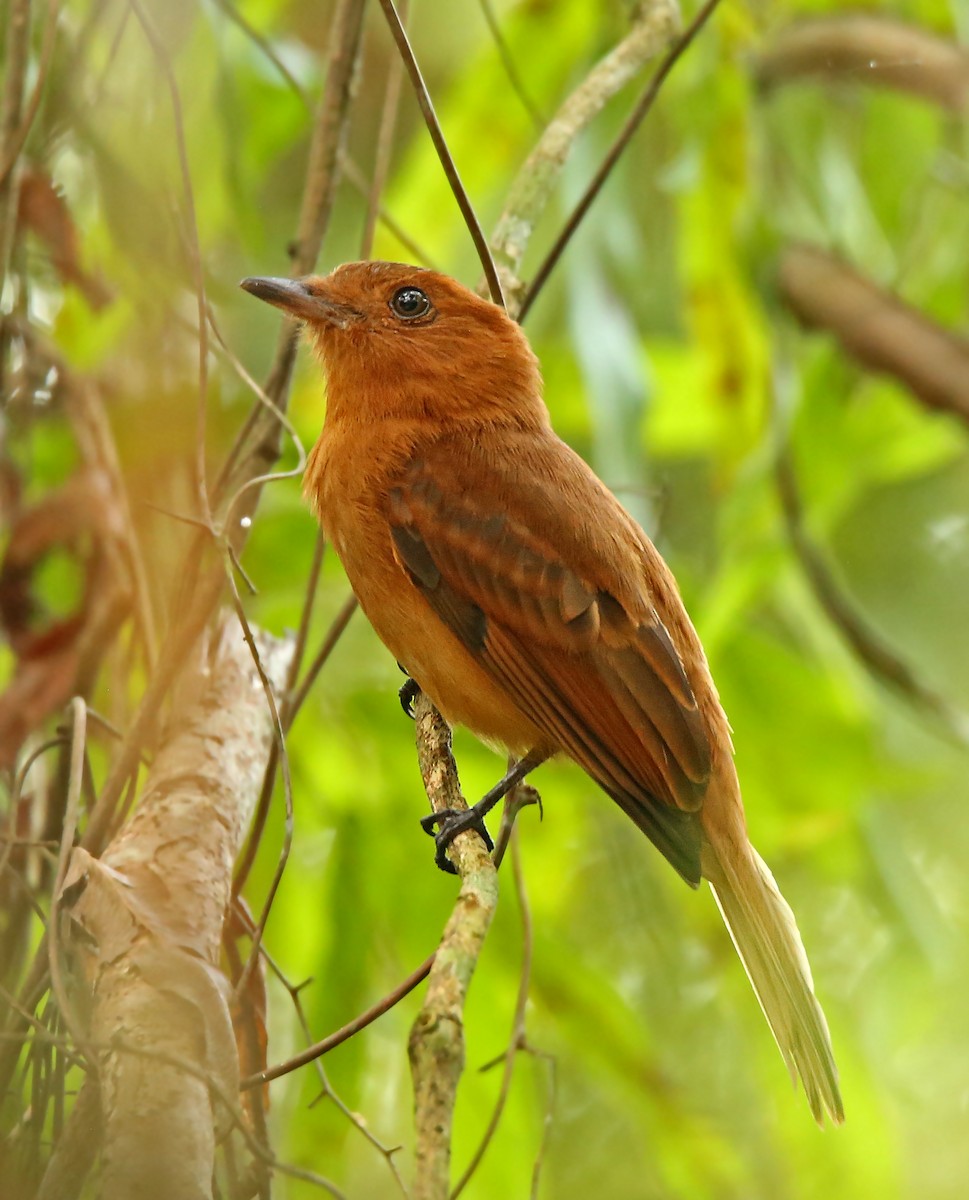 Rufous Mourner - ML41961061