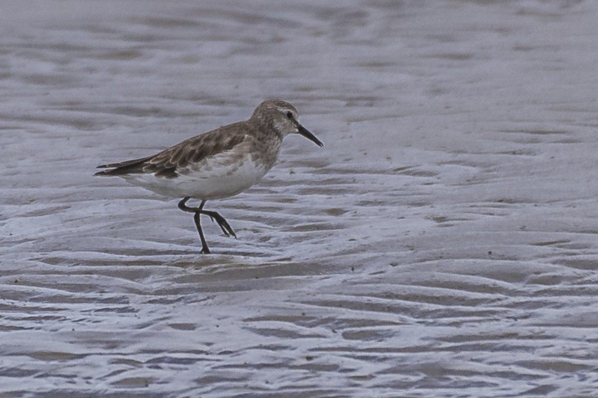 Weißbürzel-Strandläufer - ML419611361