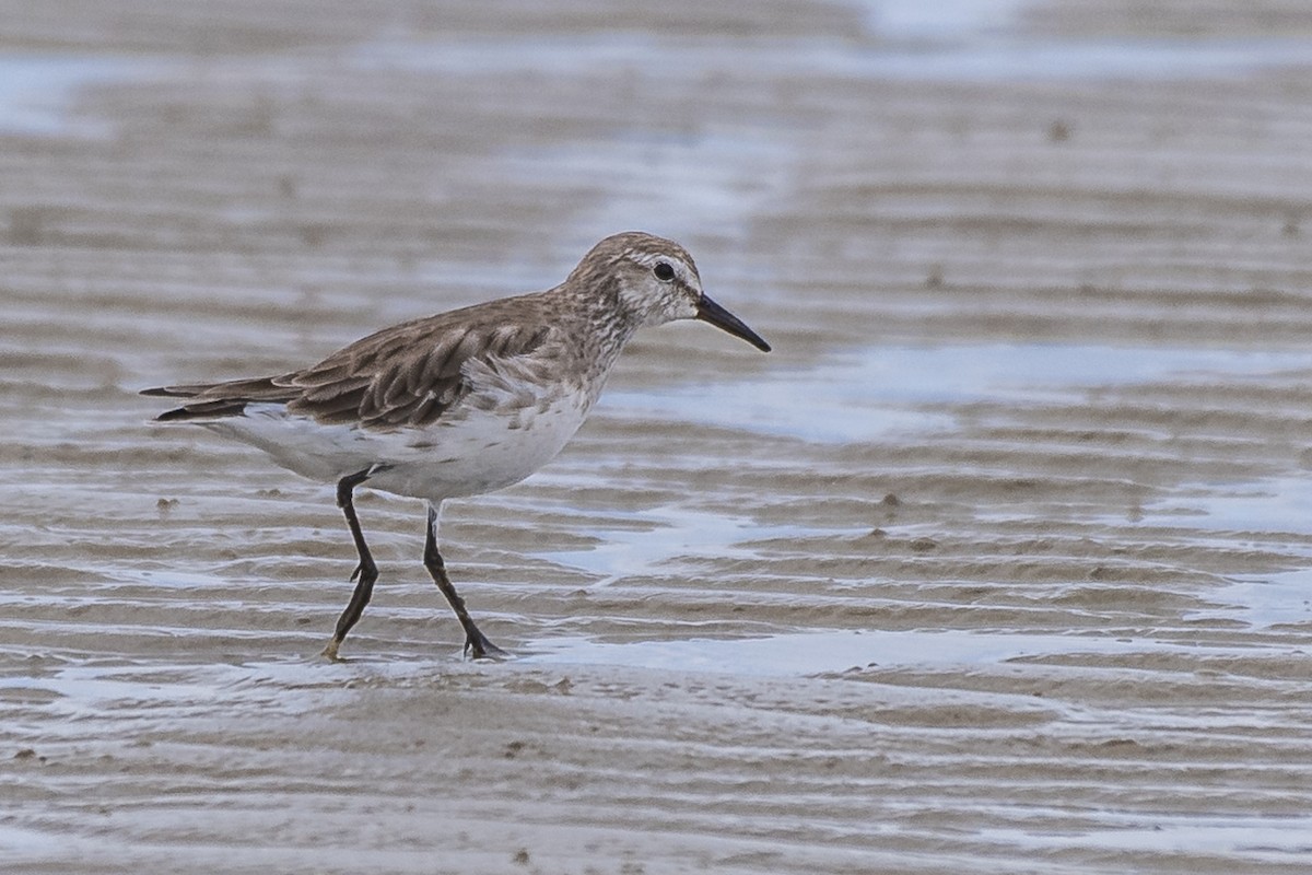 Weißbürzel-Strandläufer - ML419611451