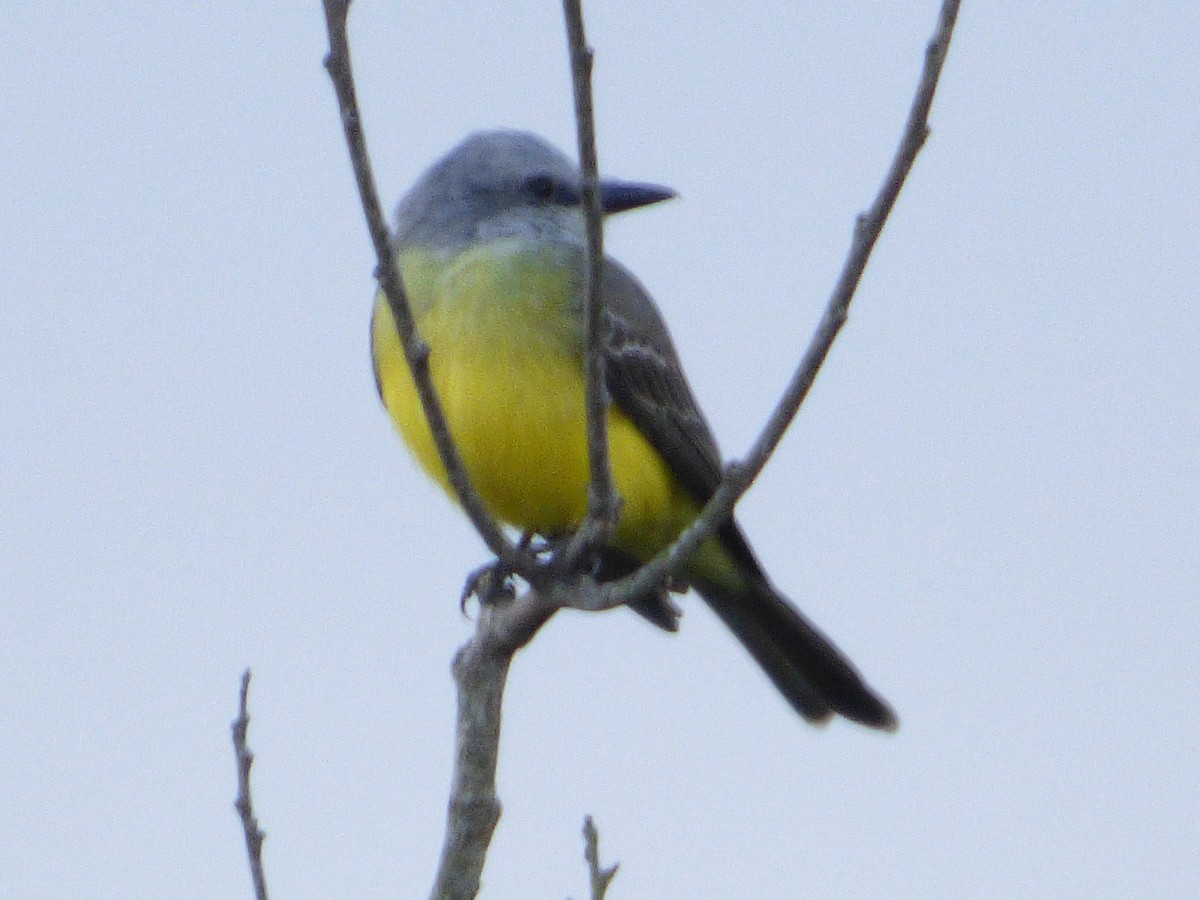 Tropical Kingbird - Luis Mieres Bastidas