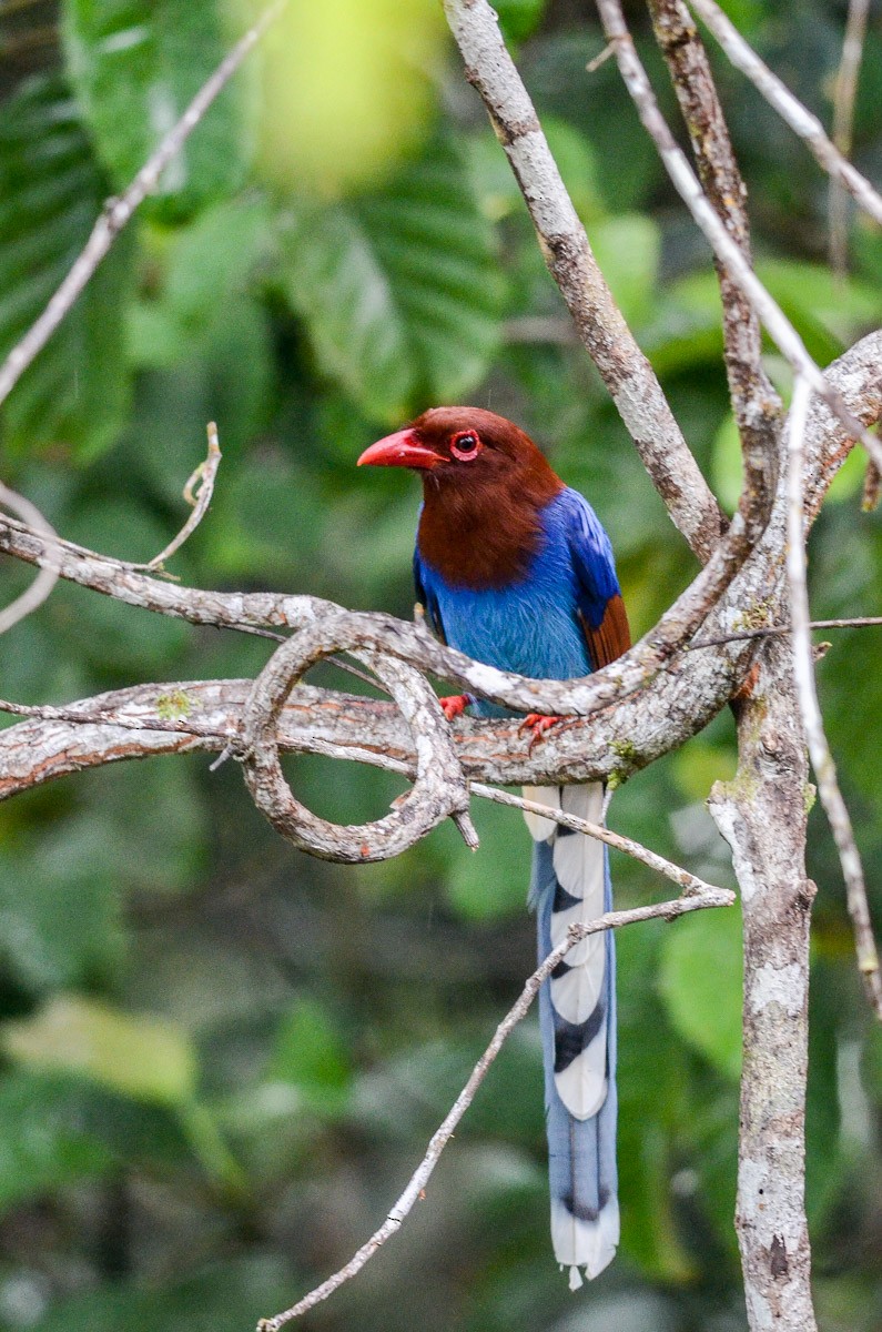 Sri Lanka Blue-Magpie - ML41961451