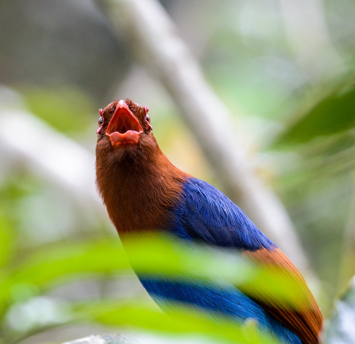 Sri Lanka Blue-Magpie - ML41961471