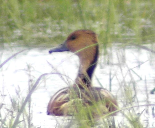 Fulvous Whistling-Duck - ML41961531