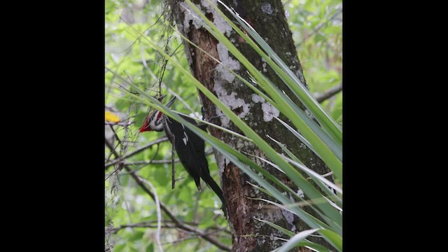 Pileated Woodpecker - ML419616341