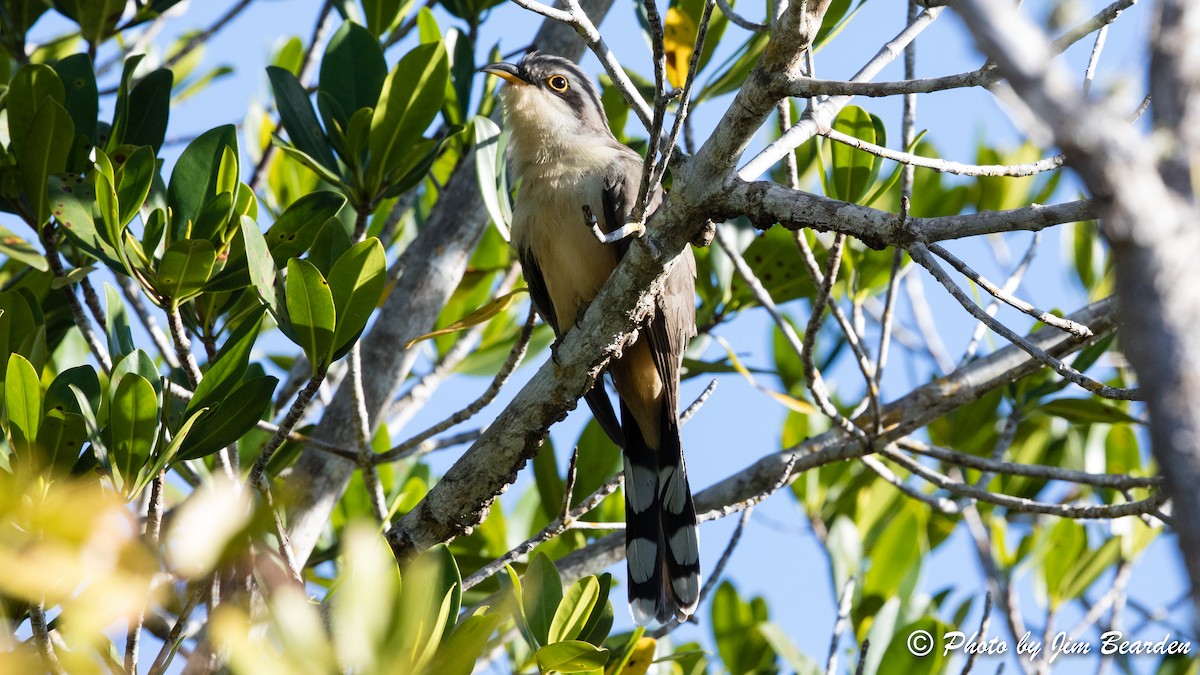 Mangrove Cuckoo - ML419617221