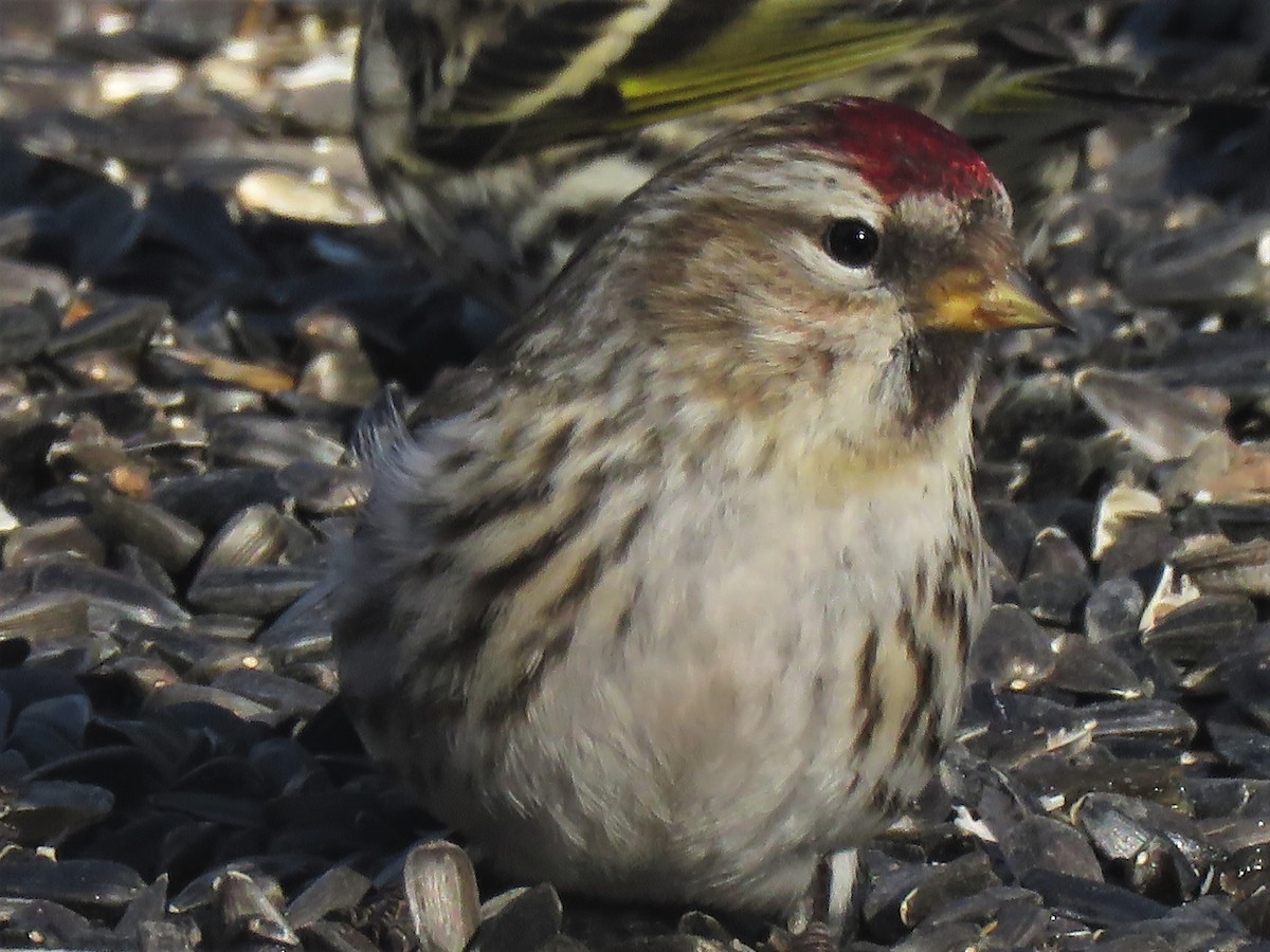 Common Redpoll - David and Regan Goodyear