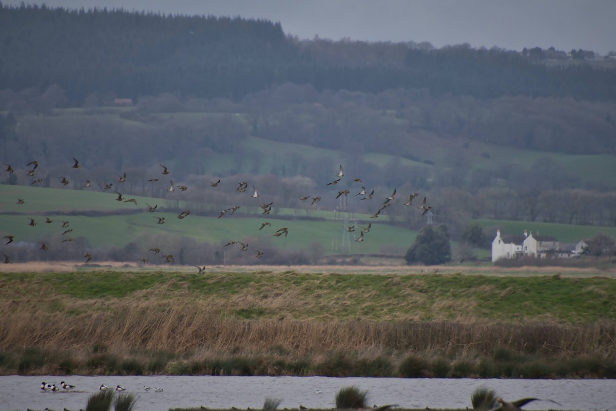 European Golden-Plover - ML419619321