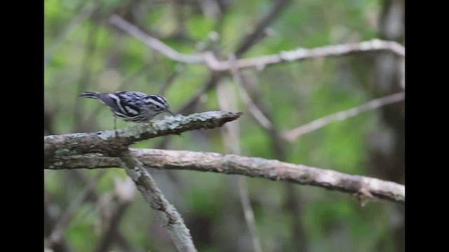 Black-and-white Warbler - ML419620531