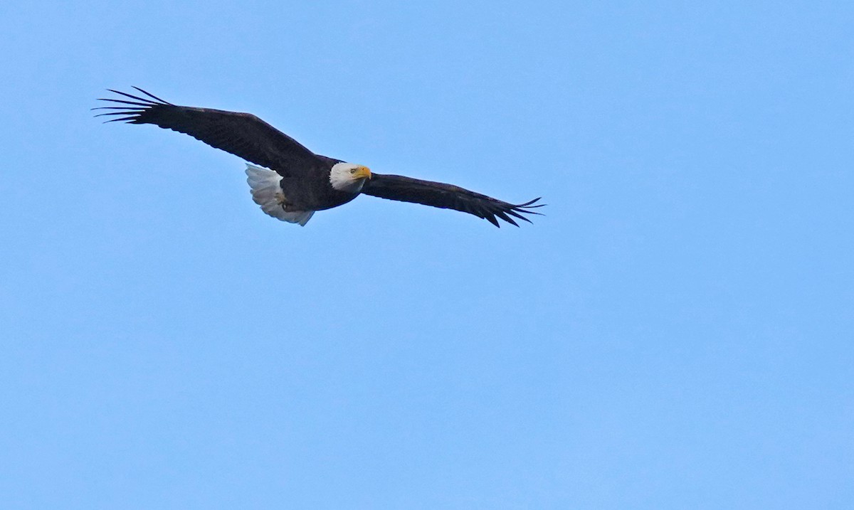 Bald Eagle - ML419621501