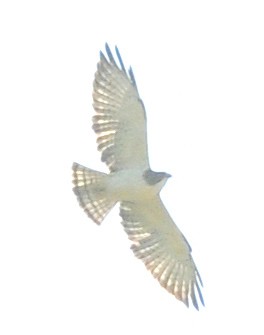 Short-tailed Hawk - ML41962271