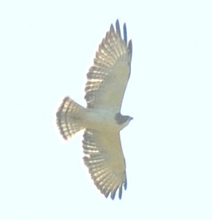 Short-tailed Hawk - ML41962281